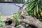 Juvenile Meerkats (Suricata suricatta) in a zoo : (pix Sanjiv Shukla)