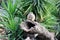 Juvenile Meerkats (Suricata suricatta) in a zoo : (pix Sanjiv Shukla)