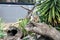 Juvenile Meerkats (Suricata suricatta) in a zoo : (pix SShukla)