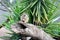 Juvenile Meerkats (Suricata suricatta) in a zoo : (pix SShukla)