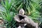 Juvenile Meerkats (Suricata suricatta) in a zoo : (pix SShukla)
