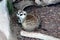 Juvenile Meerkats (Suricata suricatta) in a zoo : (pix SShukla)