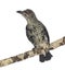 Juvenile Metallic Starling - Aplonis metallica