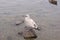 Juvenile Mew Gull on a rock.