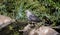 A Juvenile Migratory Common Black Hawk Buteogallus anthracinus Hunting From Rocks