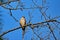 Juvenile Mississippi Kite on a branch