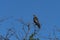 Juvenile Mississippi Kite perched in bare tree