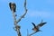 Juvenile Mississippi Kites eating after hunting