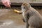 Juvenile monkey holding a banana