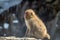 Juvenile Monkey Sitting In Mountains