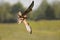 Juvenile Montagus harrier hunting for a mouse