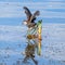 Juvenile Moorhen Flapping Wings at Lake Seminole Park, Florida #2