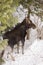 Juvenile moose in Northern BC, Canada. Winter scene with large mammal