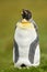 Juvenile moulting king penguin sitting on the grass