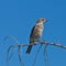 Juvenile Mountain Bluebird