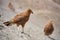 Juvenile Mountain Caracara birds on Vinicunca `Rainbow Mountain`. Cusco, Peru