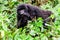 Juvenile mountain gorilla peering through the vegetation