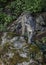 Juvenile Mountain Lion in Forest