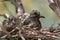 Juvenile mourning doves (Zenaida macroura)