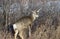 Juvenile mule deer feeding on small tree shoots