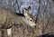 Juvenile mule deer head shot