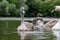 Juvenile mute cygnet swan