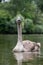 Juvenile mute cygnet swan