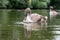 Juvenile mute cygnet swan