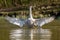 Juvenile mute swan and Canada Geese preening feathers