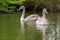 Juvenile mute swan cygnet