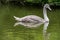 Juvenile mute swan cygnet