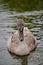 Juvenile mute swan cygnet