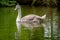 Juvenile mute swan cygnet