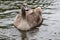 Juvenile mute swan cygnet