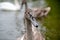 Juvenile mute swan cygnet