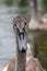 Juvenile mute swan cygnet