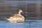 Juvenile mute swan on icy surface