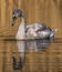 Juvenile mute swan with reflections