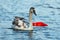 Juvenile mute swan swimming on polluted river