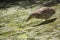 A Juvenile Nankeen Night heron in a swamp.