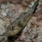 Juvenile Narrow-Lined Puffer