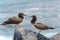 Juvenile Nazca Booby in Galapagos