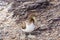 Juvenile Nazca Booby in Galapagos