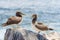 Juvenile Nazca Booby in Galapagos