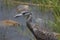 Juvenile night heron