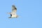 Juvenile night heron in flight