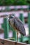 Juvenile night heron Gazing up