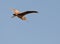 A Juvenile Night Heron preparing to land