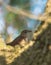 Juvenile Nightingale on a log
