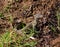 Juvenile nile monitor looking towards the camera